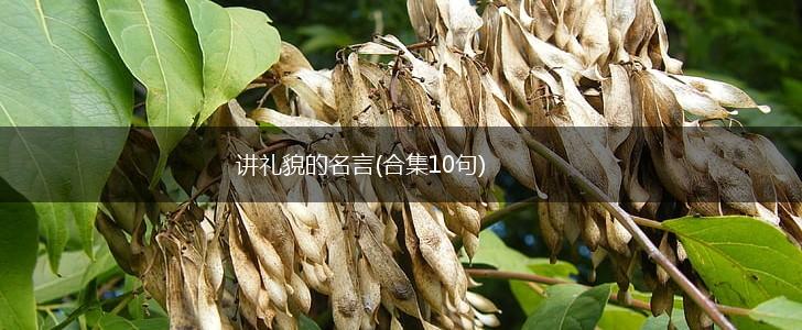 讲礼貌的名言(合集10句),第1张 讲礼貌的名言(合集10句),第1张