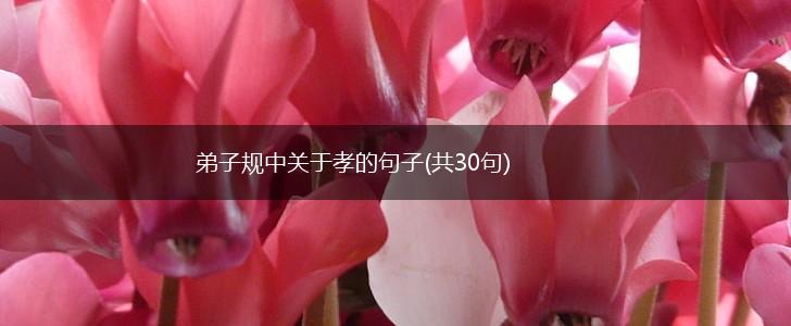 弟子规中关于孝的句子(共30句),第1张 弟子规中关于孝的句子(共30句),第1张