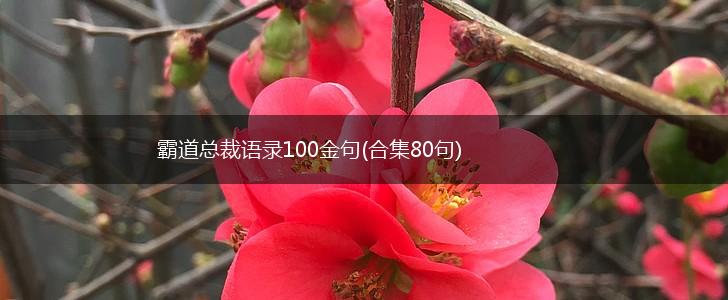 霸道总裁语录100金句(合集80句),第1张