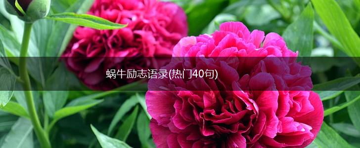 蜗牛励志语录(热门40句),第1张