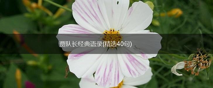 贾队长经典语录(精选40句),第1张