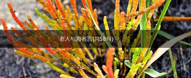 老人与海名言(共58句),第1张 老人与海名言(共58句),第1张