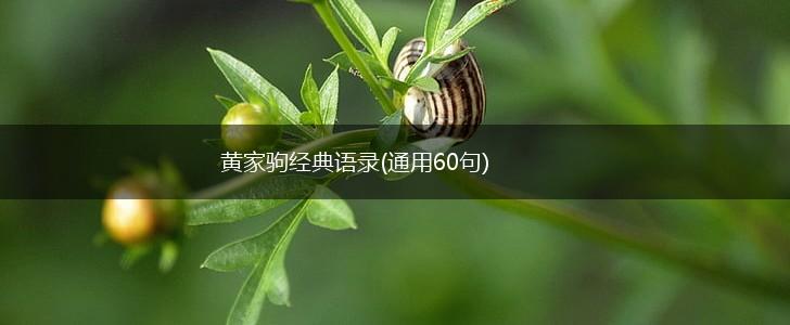 黄家驹经典语录(通用60句),第1张