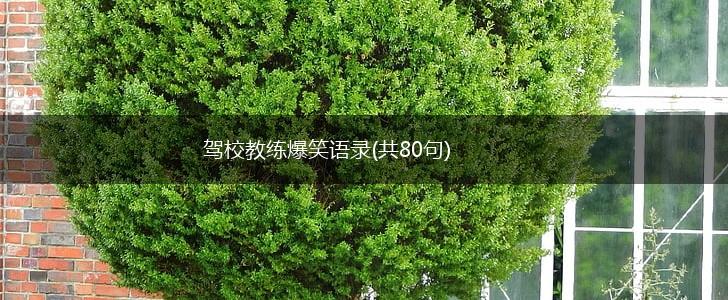 驾校教练爆笑语录(共80句),第1张