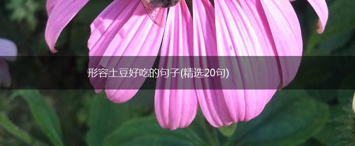 形容土豆好吃的句子(精选20句),第1张