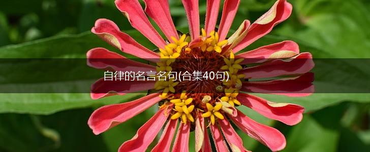 自律的名言名句(合集40句),第1张 自律的名言名句(合集40句),第1张