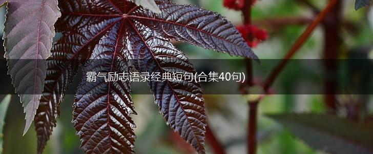 霸气励志语录经典短句(合集40句),第1张