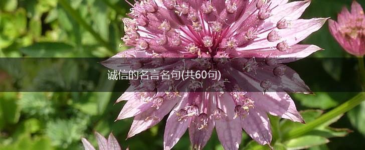 诚信的名言名句(共60句),第1张