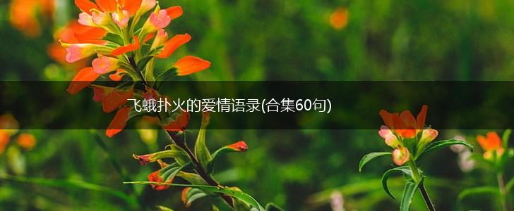 飞蛾扑火的爱情语录(合集60句),第1张