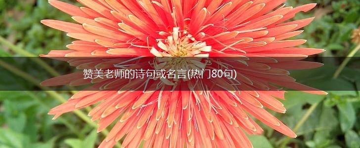 赞美老师的诗句或名言(热门80句),第1张