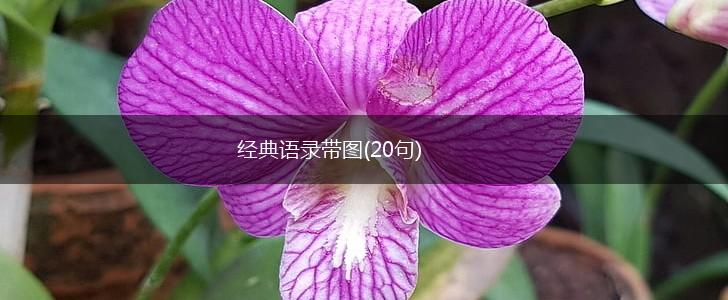 经典语录带图(20句),第1张