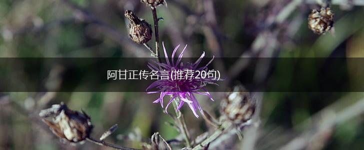 阿甘正传名言(推荐20句),第1张