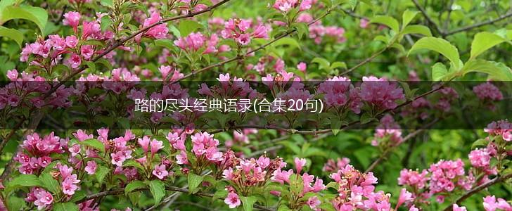 路的尽头经典语录(合集20句),第1张