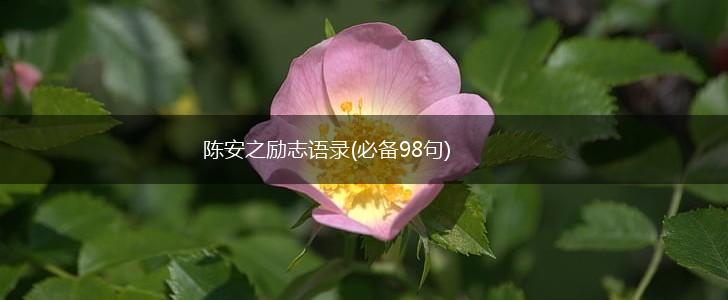 陈安之励志语录(必备98句),第1张