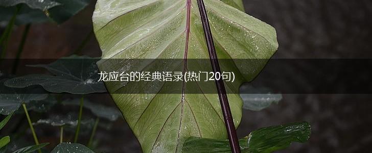 龙应台的经典语录(热门20句),第1张