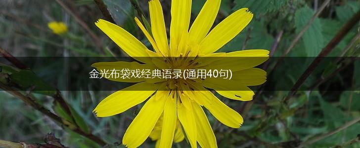 金光布袋戏经典语录(通用40句),第1张
