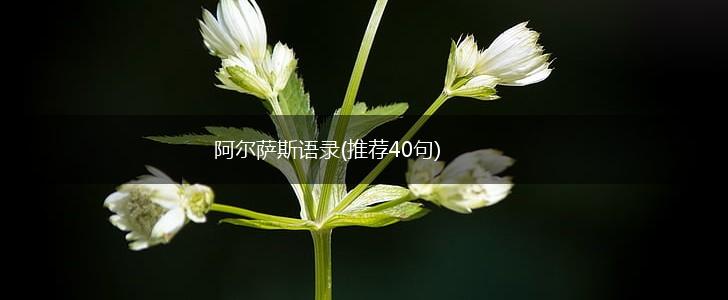 阿尔萨斯语录(推荐40句),第1张