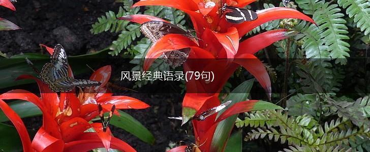 风景经典语录(79句),第1张