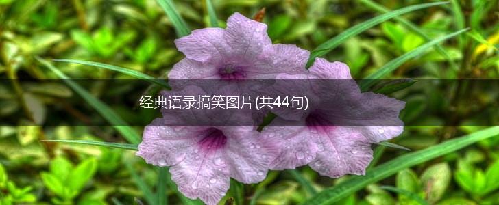 经典语录搞笑图片(共44句),第1张