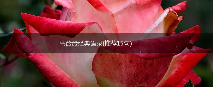 马薇薇经典语录(推荐15句),第1张