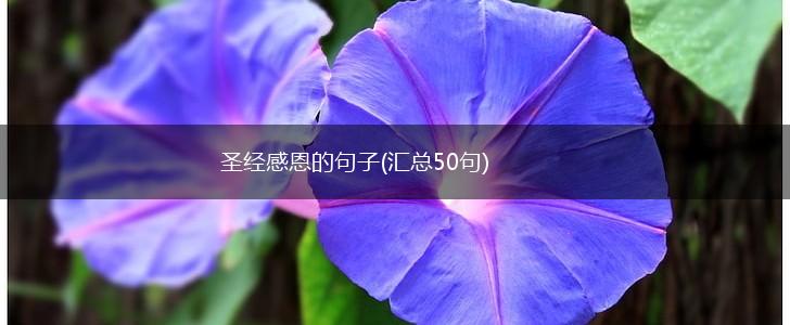 圣经感恩的句子(汇总50句),第1张