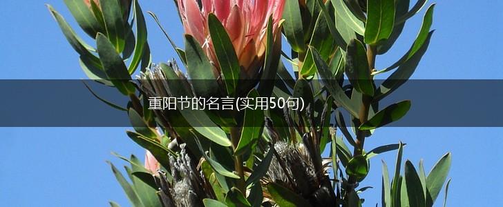 重阳节的名言(实用50句),第1张 重阳节的名言(实用50句),第1张