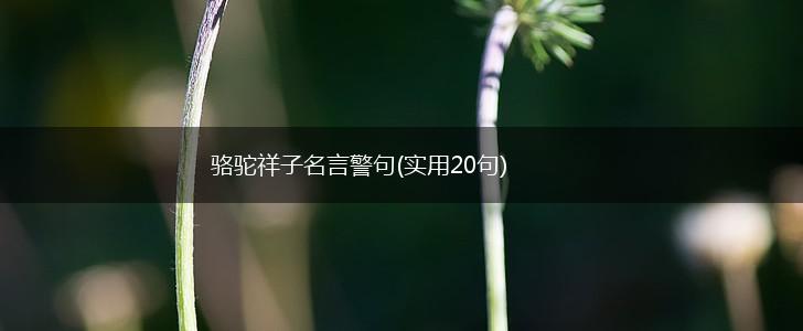 骆驼祥子名言警句(实用20句),第1张