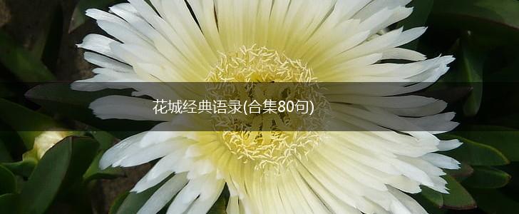 花城经典语录(合集80句),第1张