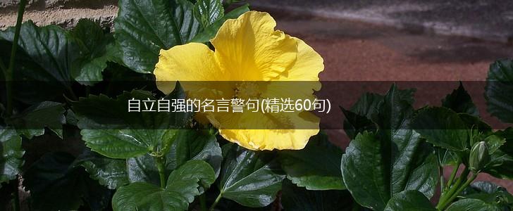 自立自强的名言警句(精选60句),第1张