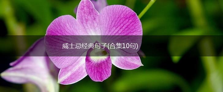 威士忌经典句子(合集10句),第1张