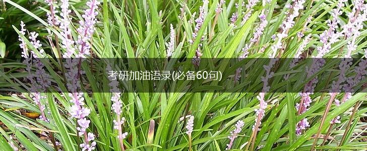 考研加油语录(必备60句),第1张