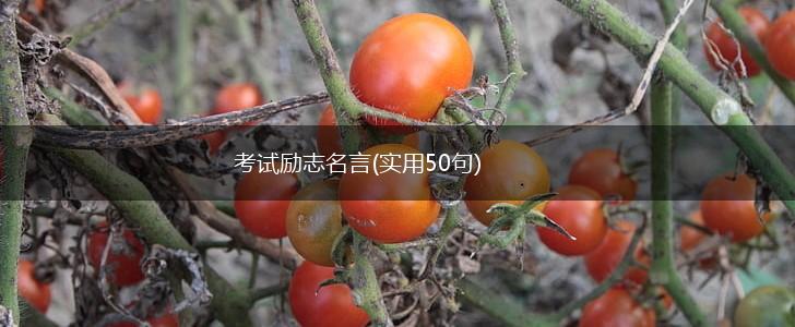 考试励志名言(实用50句),第1张