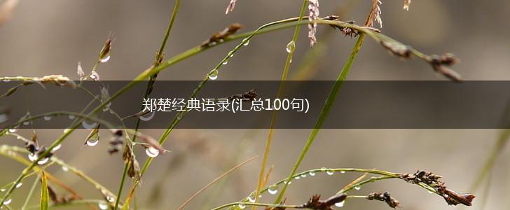 郑楚经典语录(汇总100句),第1张