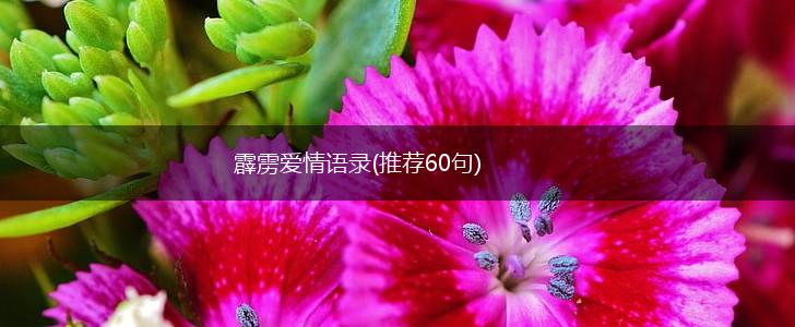 霹雳爱情语录(推荐60句),第1张