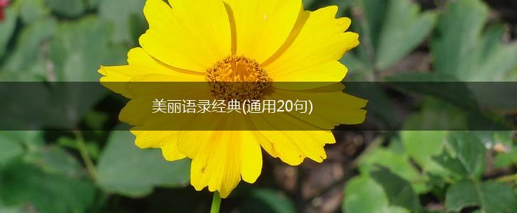 美丽语录经典(通用20句),第1张