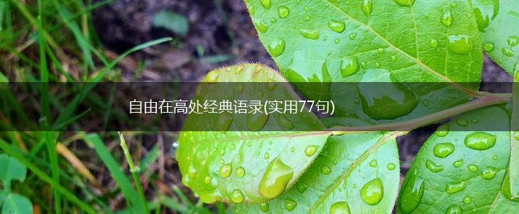 自由在高处经典语录(实用77句),第1张