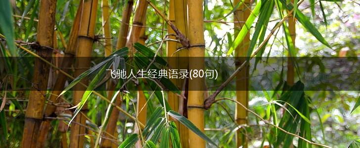 飞驰人生经典语录(80句),第1张