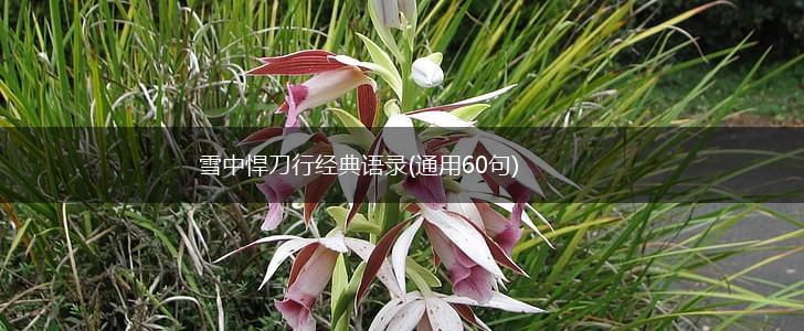 雪中悍刀行经典语录(通用60句),第1张