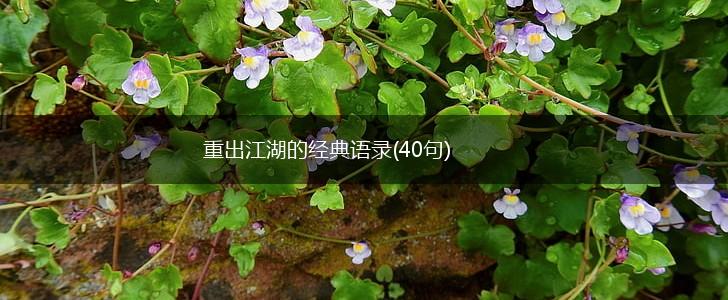 重出江湖的经典语录(40句),第1张