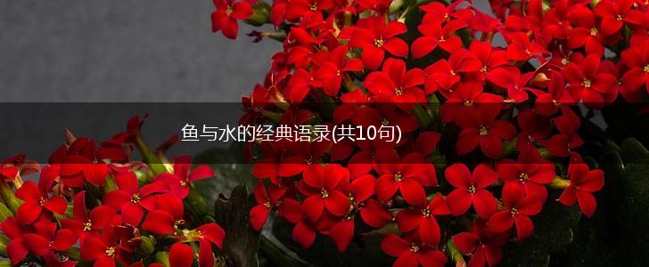 鱼与水的经典语录(共10句),第1张