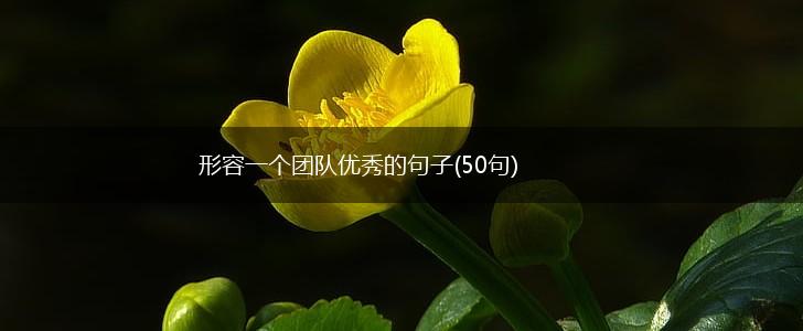 形容一个团队优秀的句子(50句),第1张