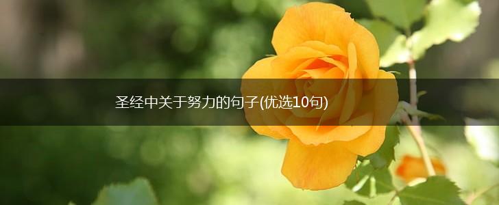 圣经中关于努力的句子(优选10句),第1张