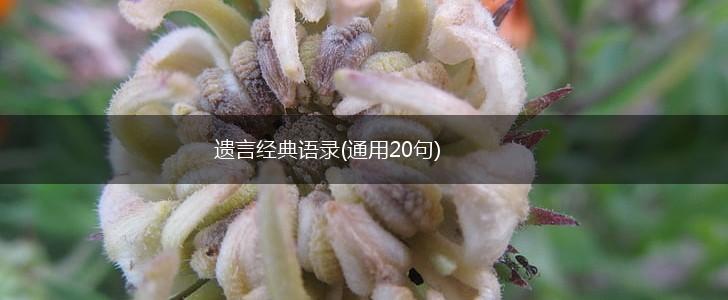 遗言经典语录(通用20句),第1张
