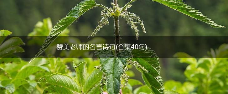 赞美老师的名言诗句(合集40句),第1张