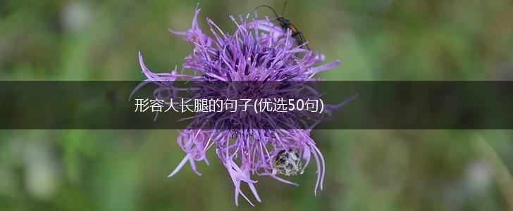 形容大长腿的句子(优选50句),第1张