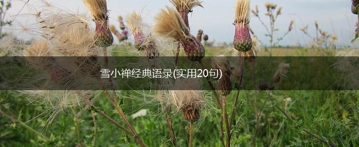 雪小禅经典语录(实用20句),第1张