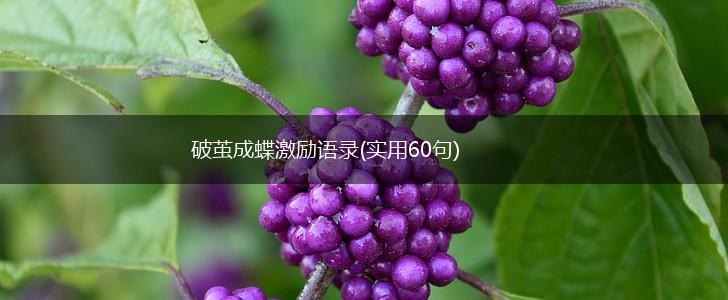 破茧成蝶激励语录(实用60句),第1张