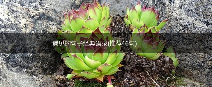 遇见的句子经典语录(推荐46句),第1张