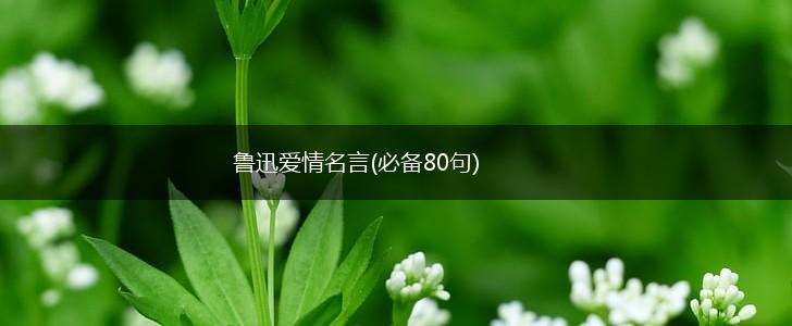 鲁迅爱情名言(必备80句),第1张