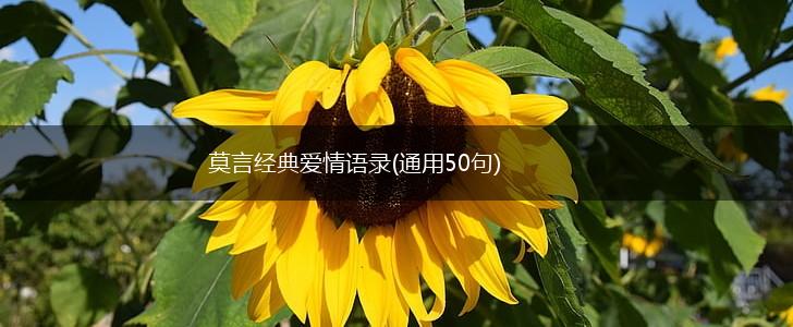 莫言经典爱情语录(通用50句),第1张